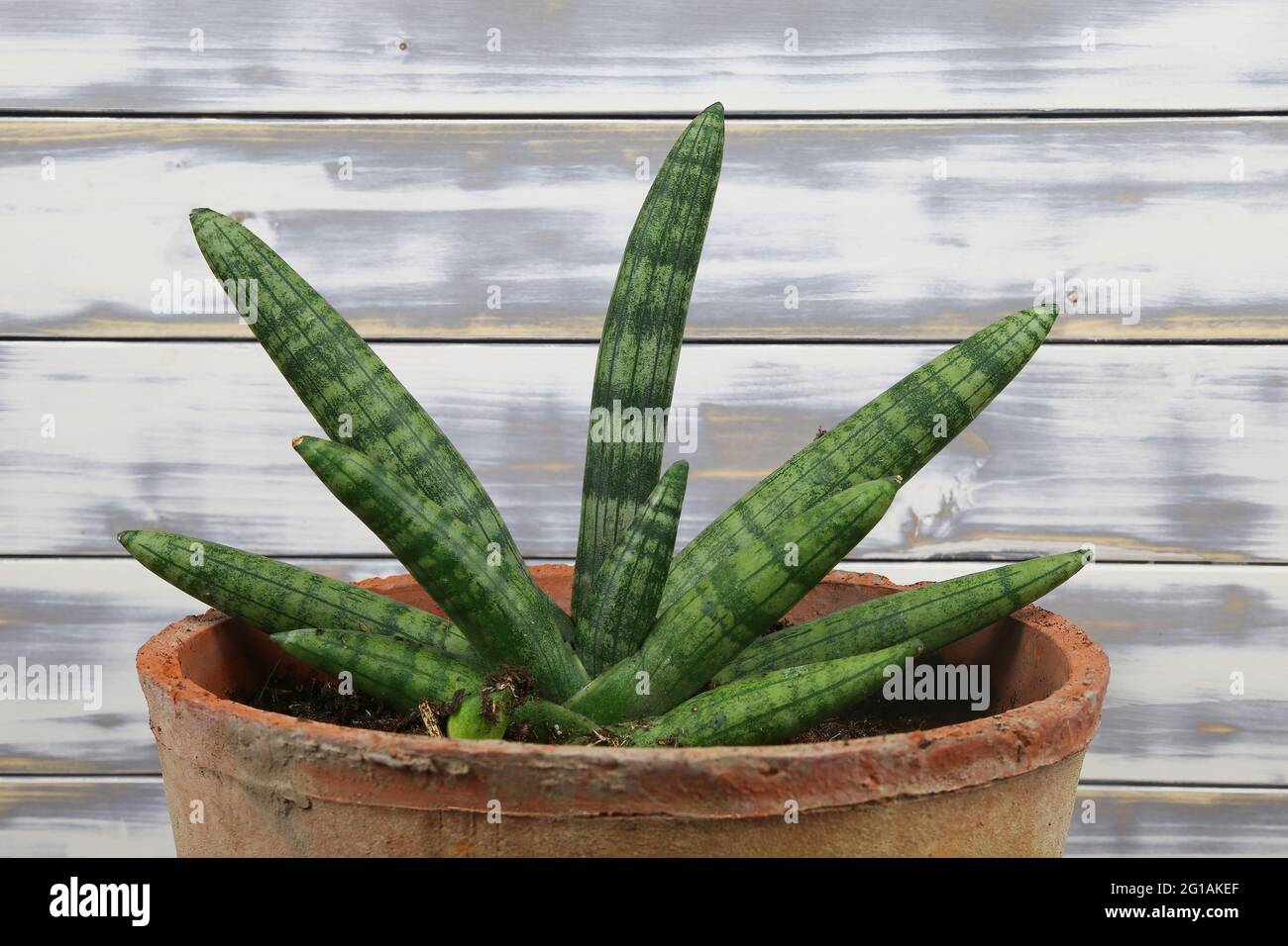 Closeup of succulent xerophytic plant with green cylyndrical leaves (dracaena sanseviera eilensis) in terracotta flower pot indoor, white wood planks Stock Photo