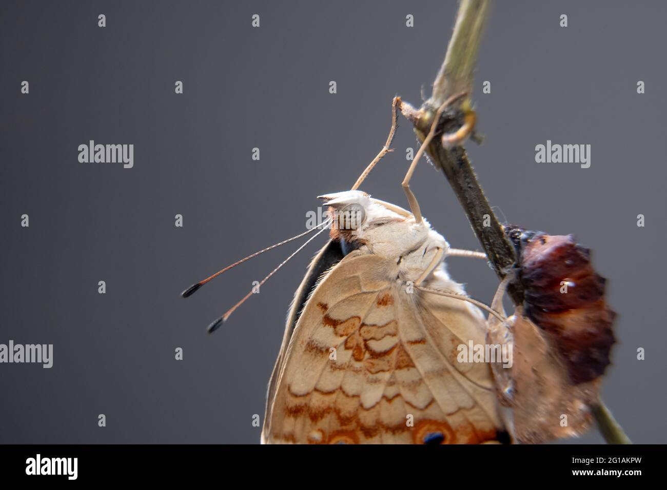 Close up butterfly (Blue Pansy) on a branch after emerging from the chrysalis or pupa. Macro photography. Stock Photo