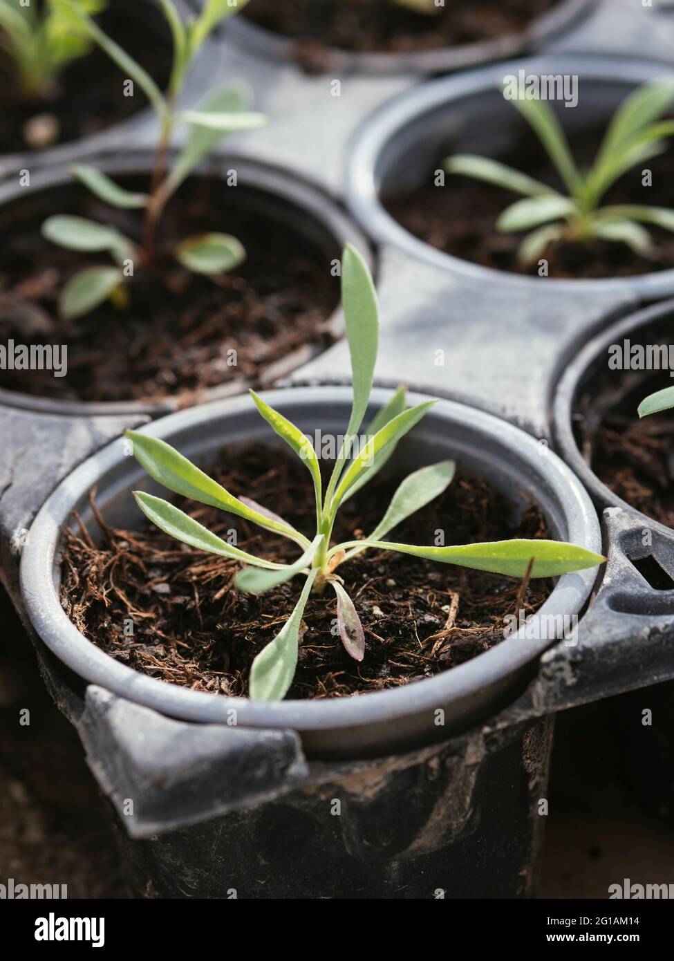 Silene vulgaris seedlings Stock Photo