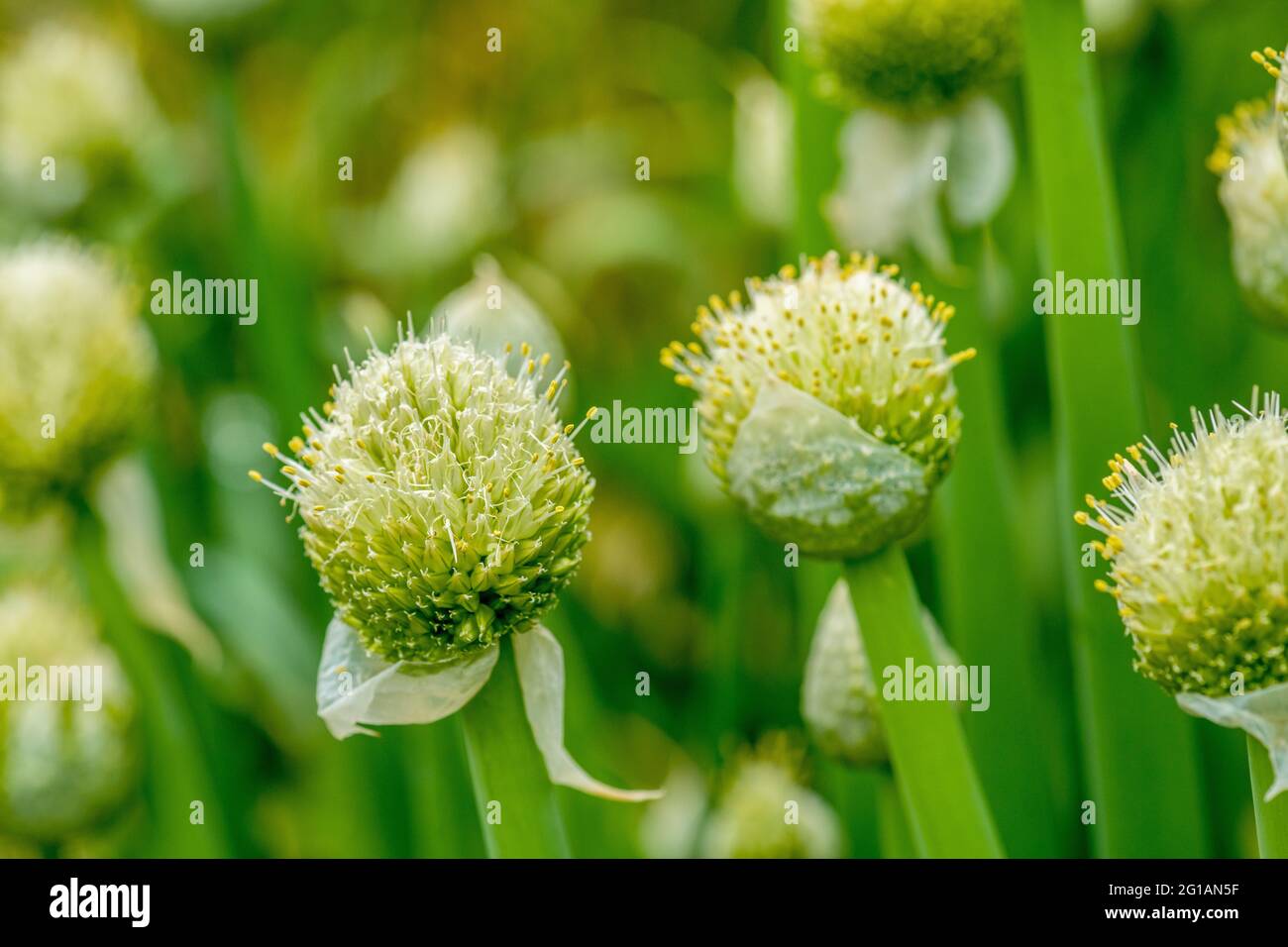 Bulb onion hi-res stock photography and images - Alamy