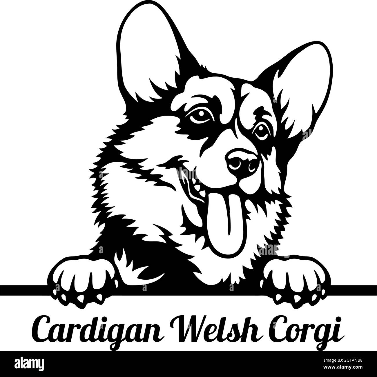 Cardigan Welsh Corgi Peeking Dog - head isolated on white - vector stock Stock Vector