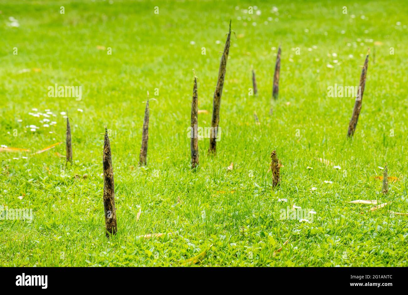 bamboo sprouts pointed, spear-like hard shoots, sprouts from the lawn in the neighborhood of the bamboo mother plant, Garden, problem Stock Photo