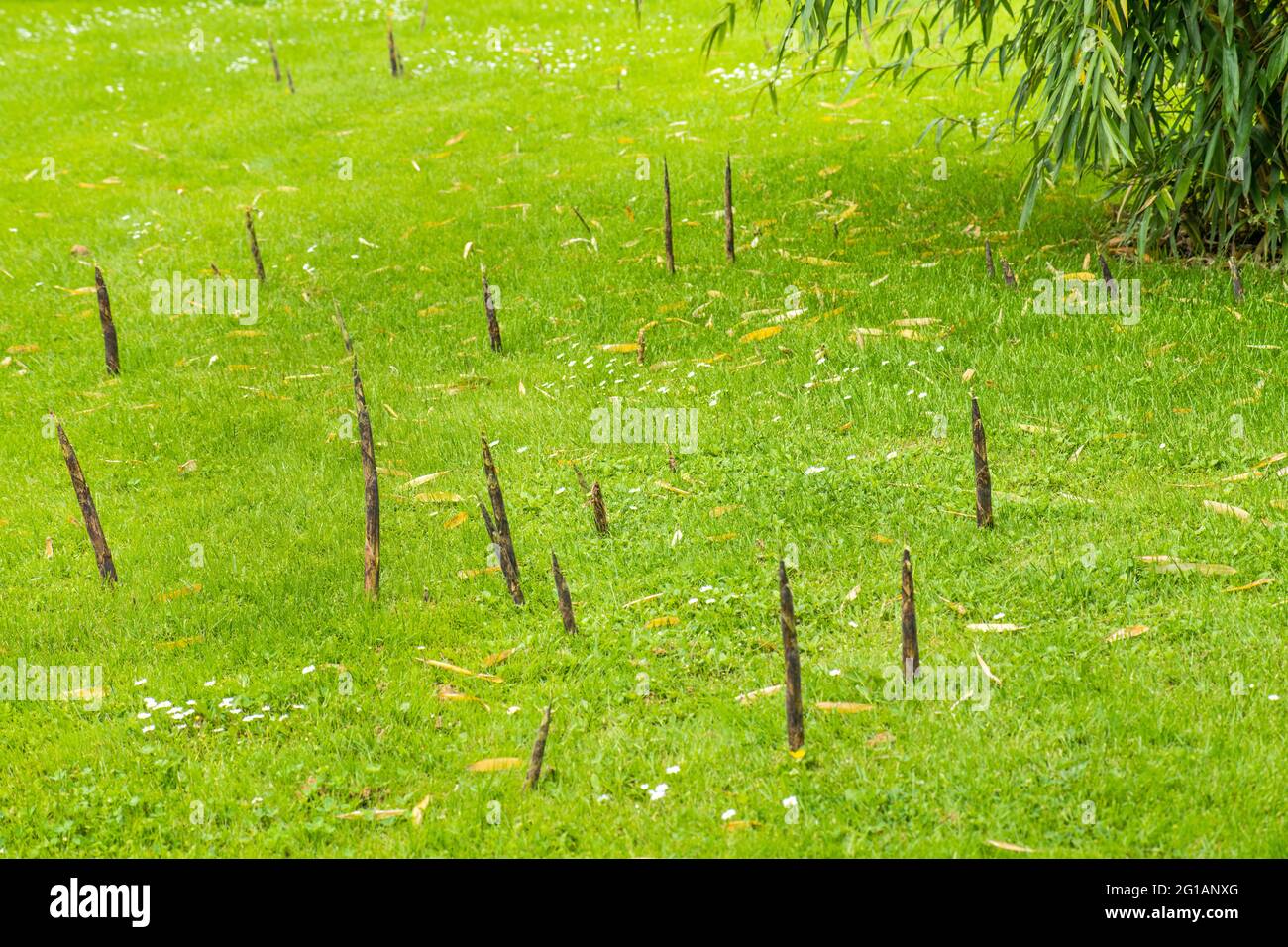 bamboo sprouts pointed, spear-like hard shoots, sprouts from the lawn in the neighborhood of the bamboo mother plant, Garden, problem Stock Photo