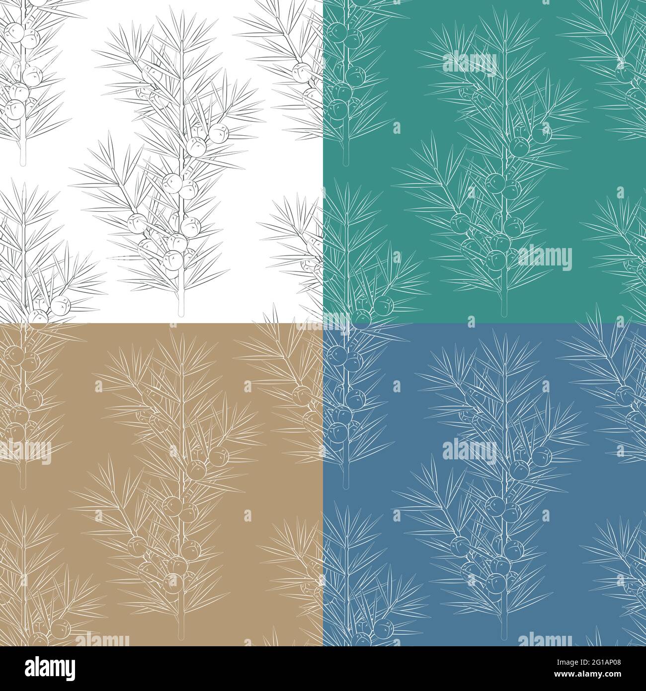 Set of seamless patterns with juniper branches. Vector backgrounds. Stock Vector