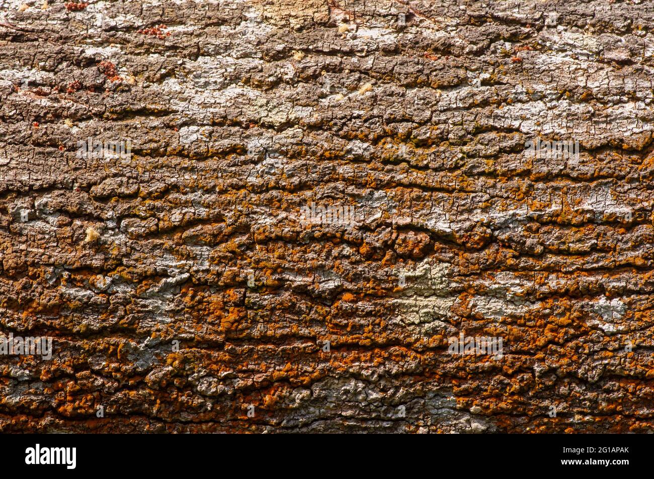 Tree bark of  Acacia hybrid plant. The Acacia hybrid is a medium-sized tree that is similar in appearance to Acacia mangium. Natural background. Stock Photo