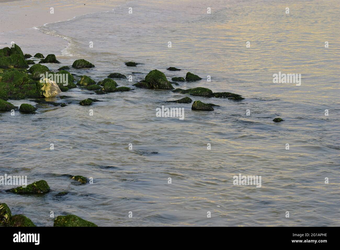 Stones overgrown with algae in the shallow water on the beach Stock Photo