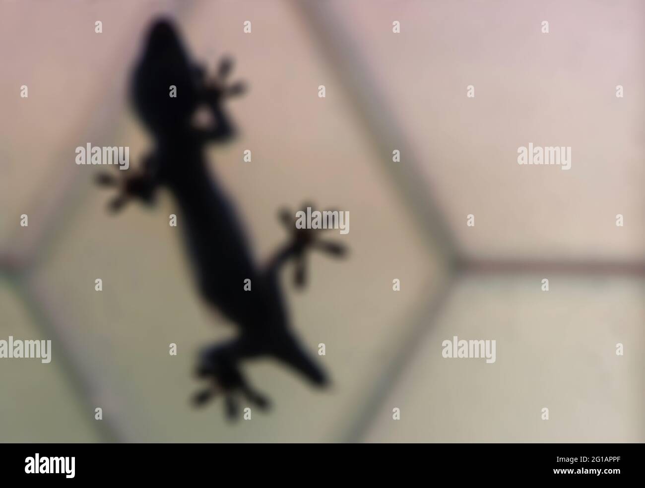 Defocused abstract background of the silhouette of a gecko behind a glass window. Natural background. Stock Photo