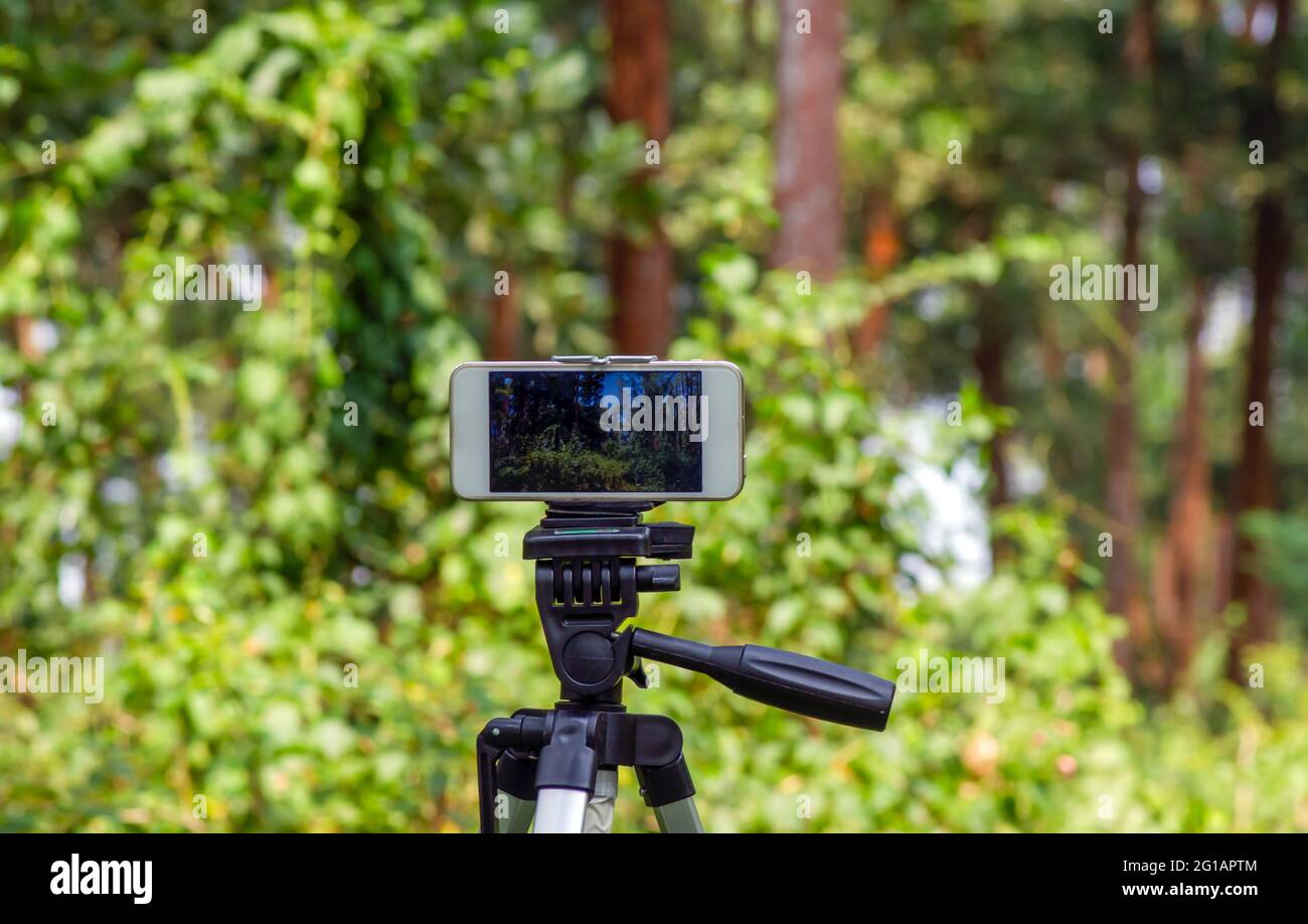 A mobile phone mounted on a tripod capturing image of natural forest, selected focus. Stock Photo