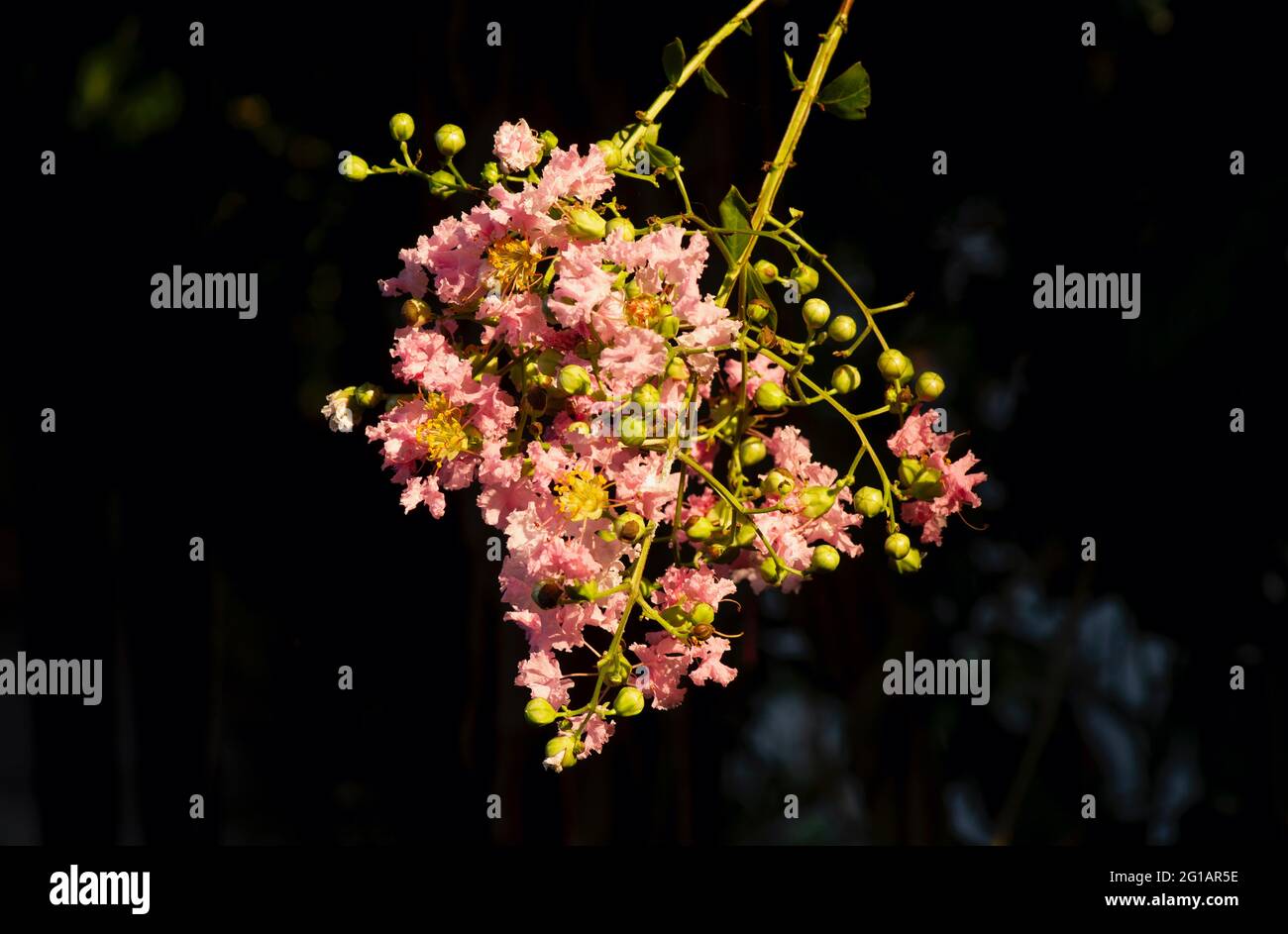 Tabebuia rosea pink flower, shallow focus, with dark blurred background Stock Photo