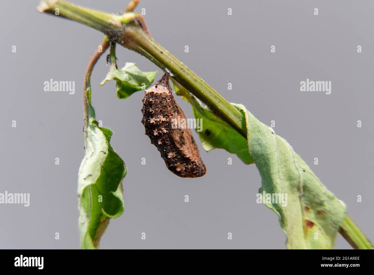 Blue Pansy butterfly chrysalis or pupa hanging on branch Stock Photo