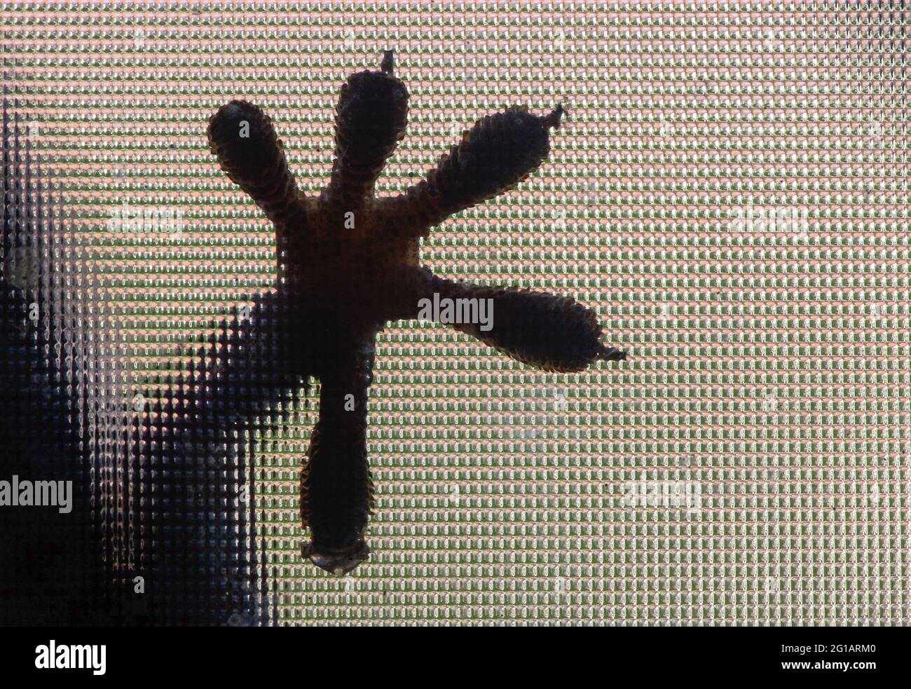 The silhouette of a gecko foot behind a glass window, shallow focus. Natural background. Stock Photo