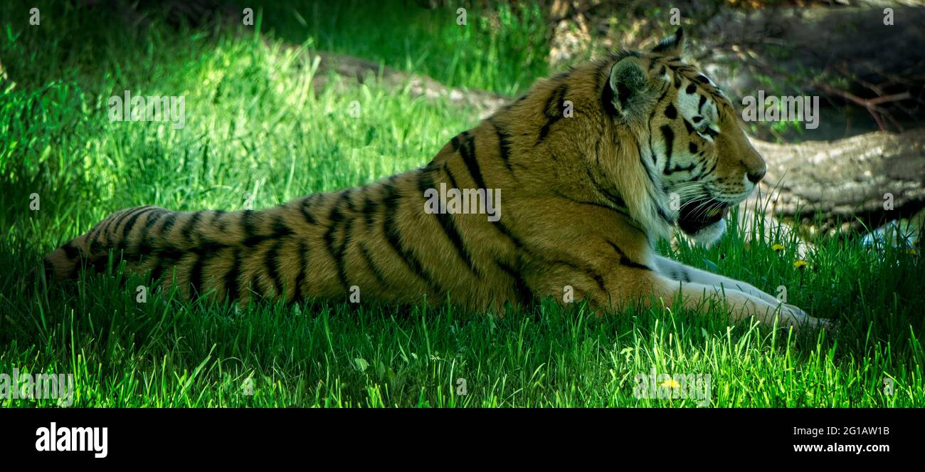 Amur Tiger Calgary Zoo Alberta Stock Photo