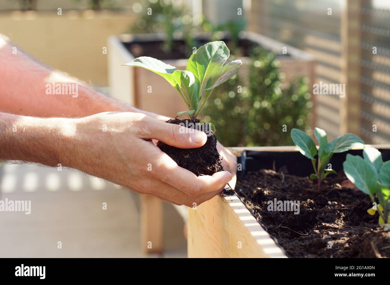 hands planting young vegetables such as cabbage and cauliflower in a raised bed on a balcony Stock Photo