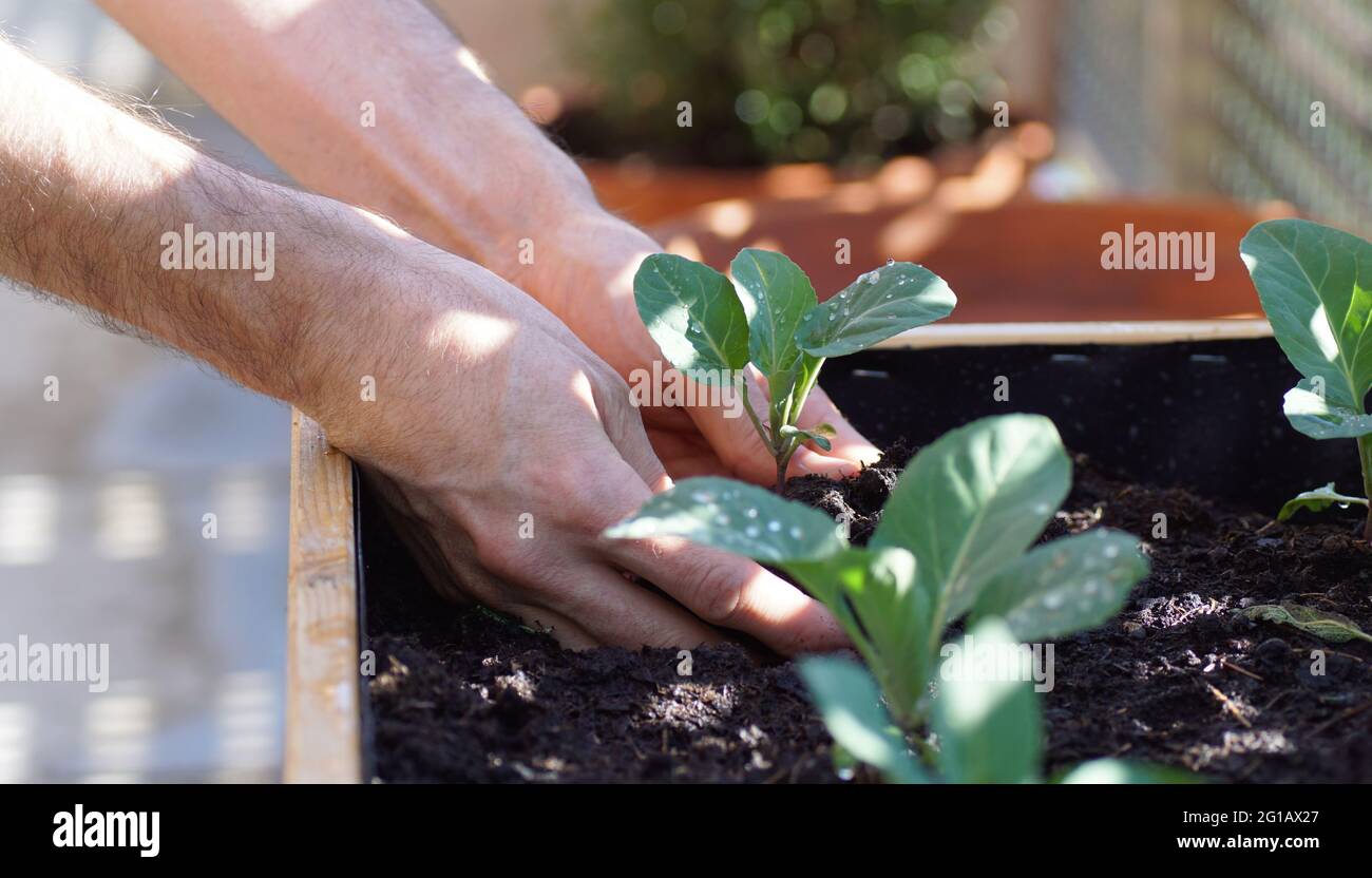 hands planting young vegetables such as cabbage and cauliflower in a raised bed on a balcony Stock Photo