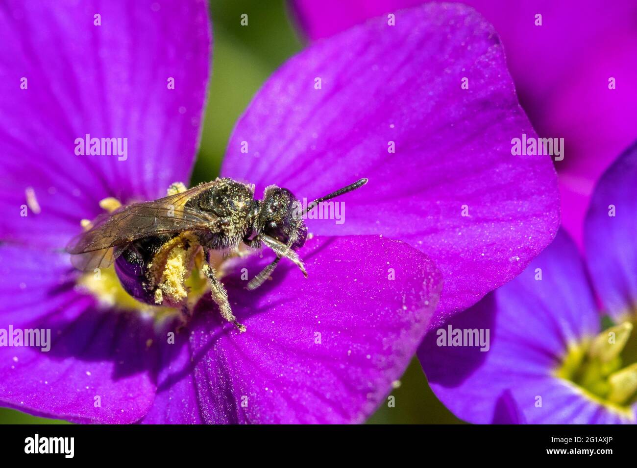UK wildlife: Lasioglossum species, possibly Lasioglossum leucozonium (White-zoned Furrow-bee.) Tiny sweat bee collecting nectar from an aubretia flower. Stock Photo