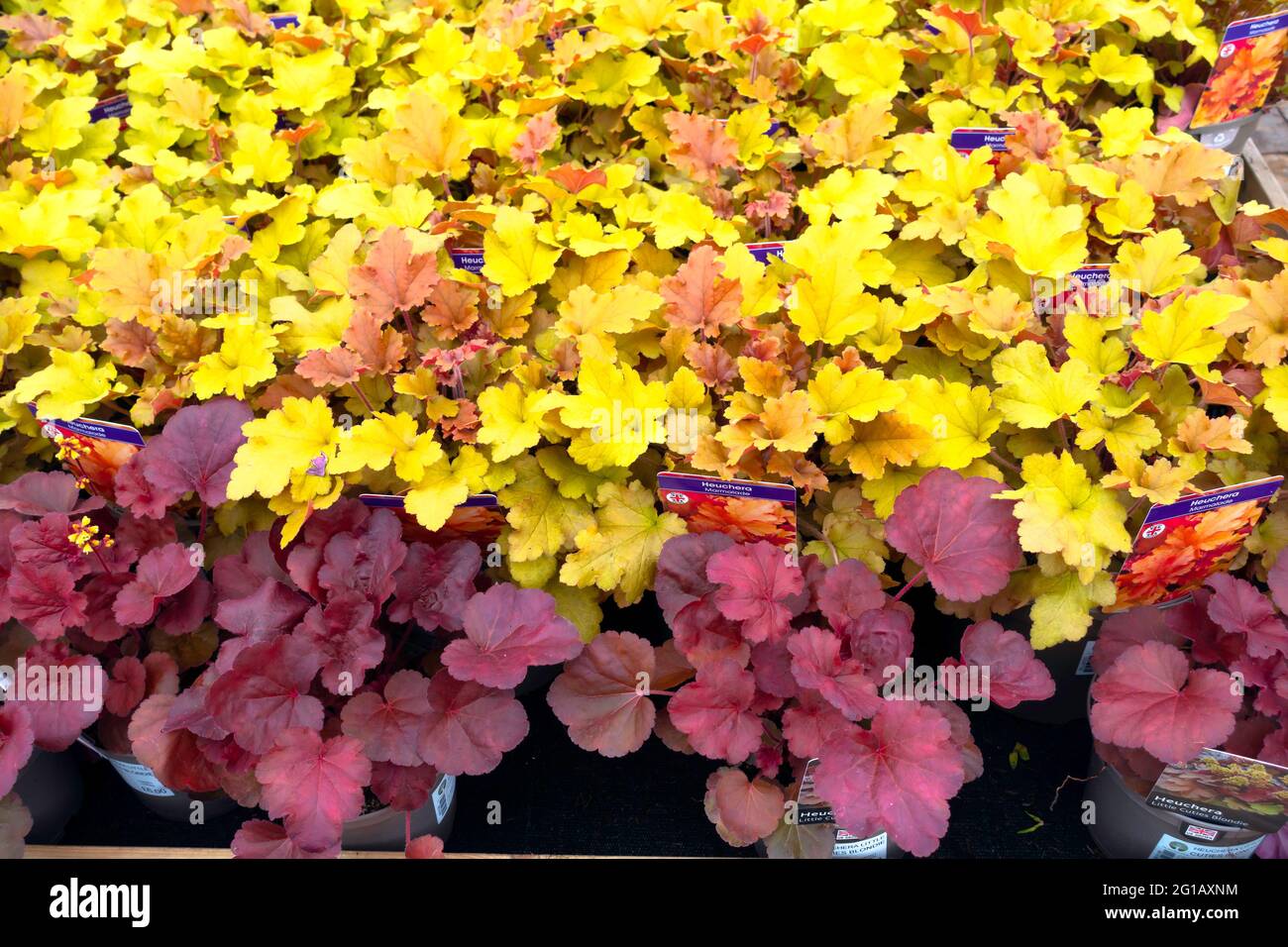 A display of Heuchera Marmalade plants for sale in a North Yorkshire Garden Centre useful for filling spaces between larger plants Stock Photo