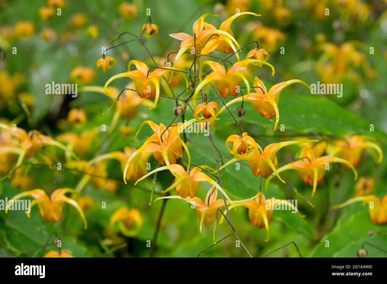 Evergreen Barrenwort Epimedium 'Amber Queen' Flower Close up Epimediums Orange Flowers Stock Photo