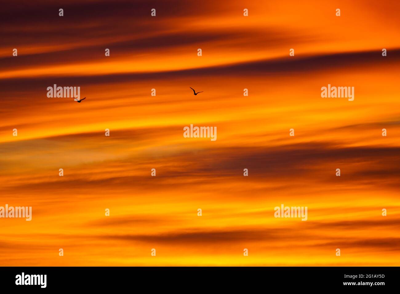 Cloudy purple sky with birds hi-res stock photography and images - Alamy
