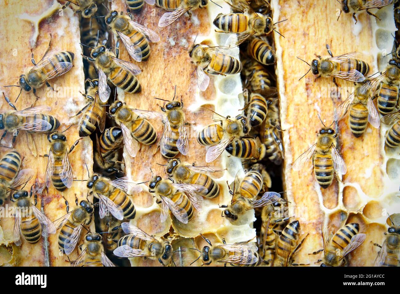 Close up view of the working bees on the honeycomb with sweet honey. Honey is beekeeping healthy produce. Bee honey collected in the yellow beautiful Stock Photo