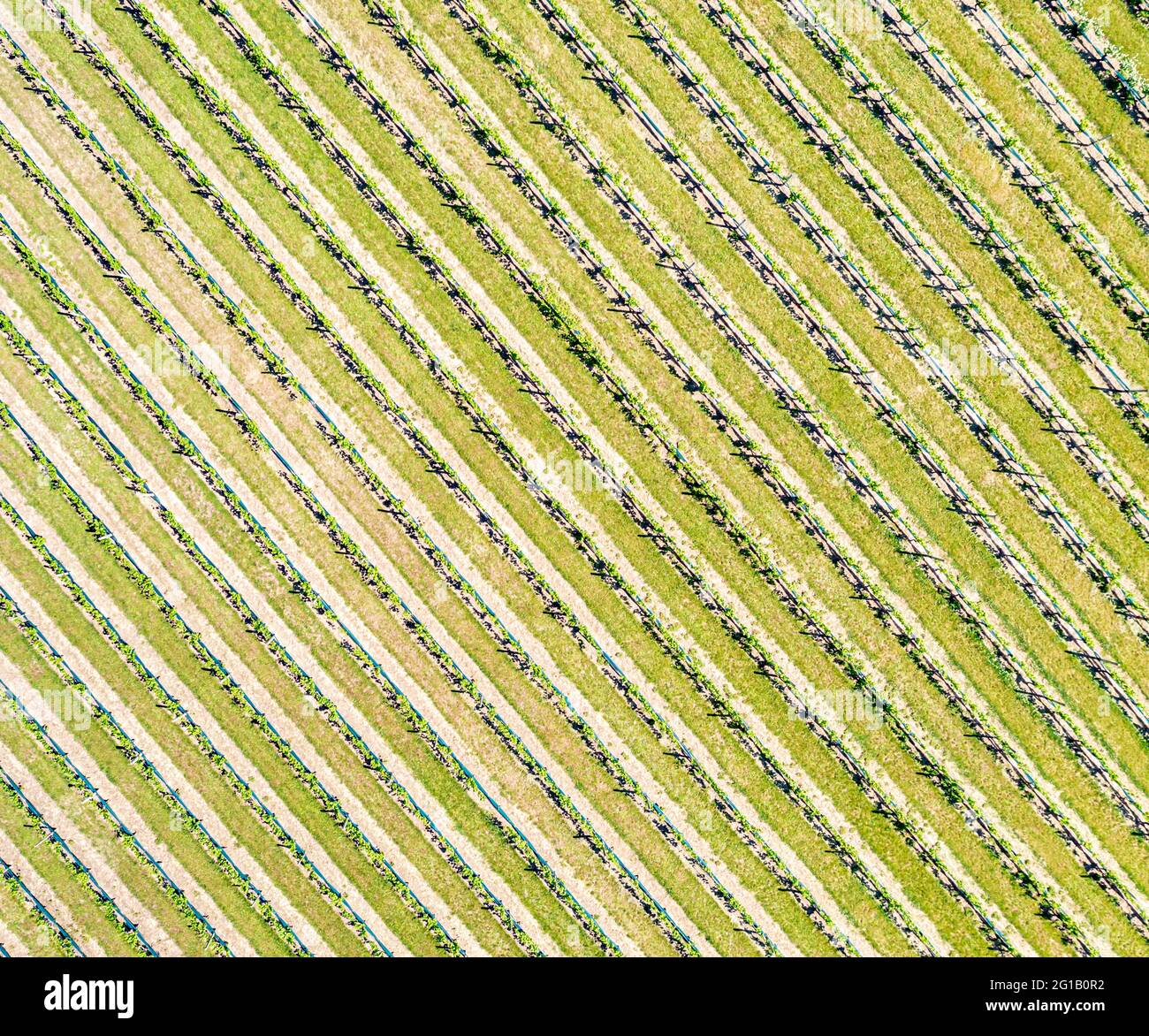 Aerial view of vineyards in Eastern Long Island, NY Stock Photo