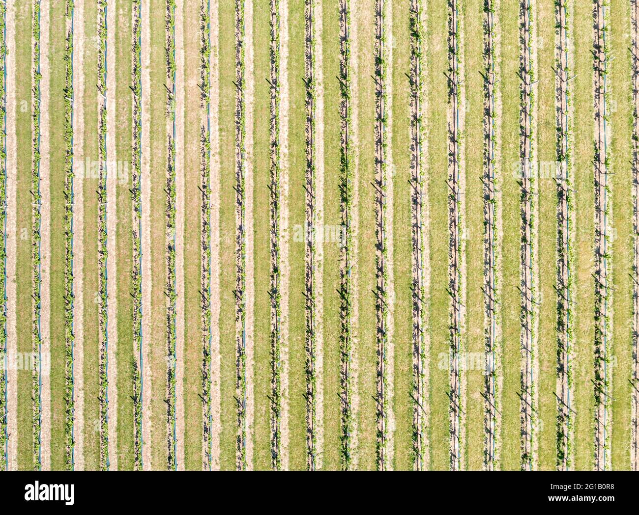 Aerial view of vineyards in Eastern Long Island, NY Stock Photo