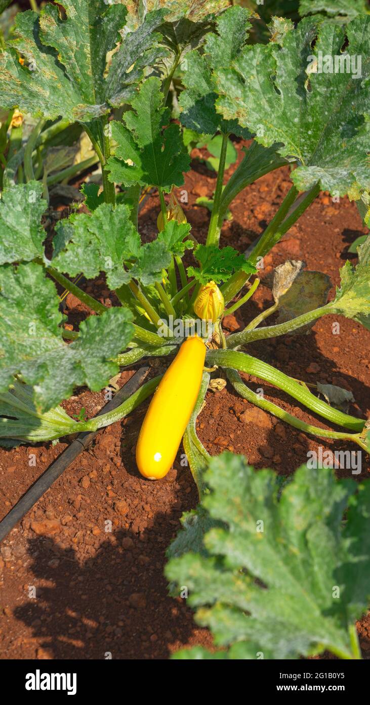 Closeup top view of single Yellow Zucchini, Courgette vegetable with flowers and green leaves