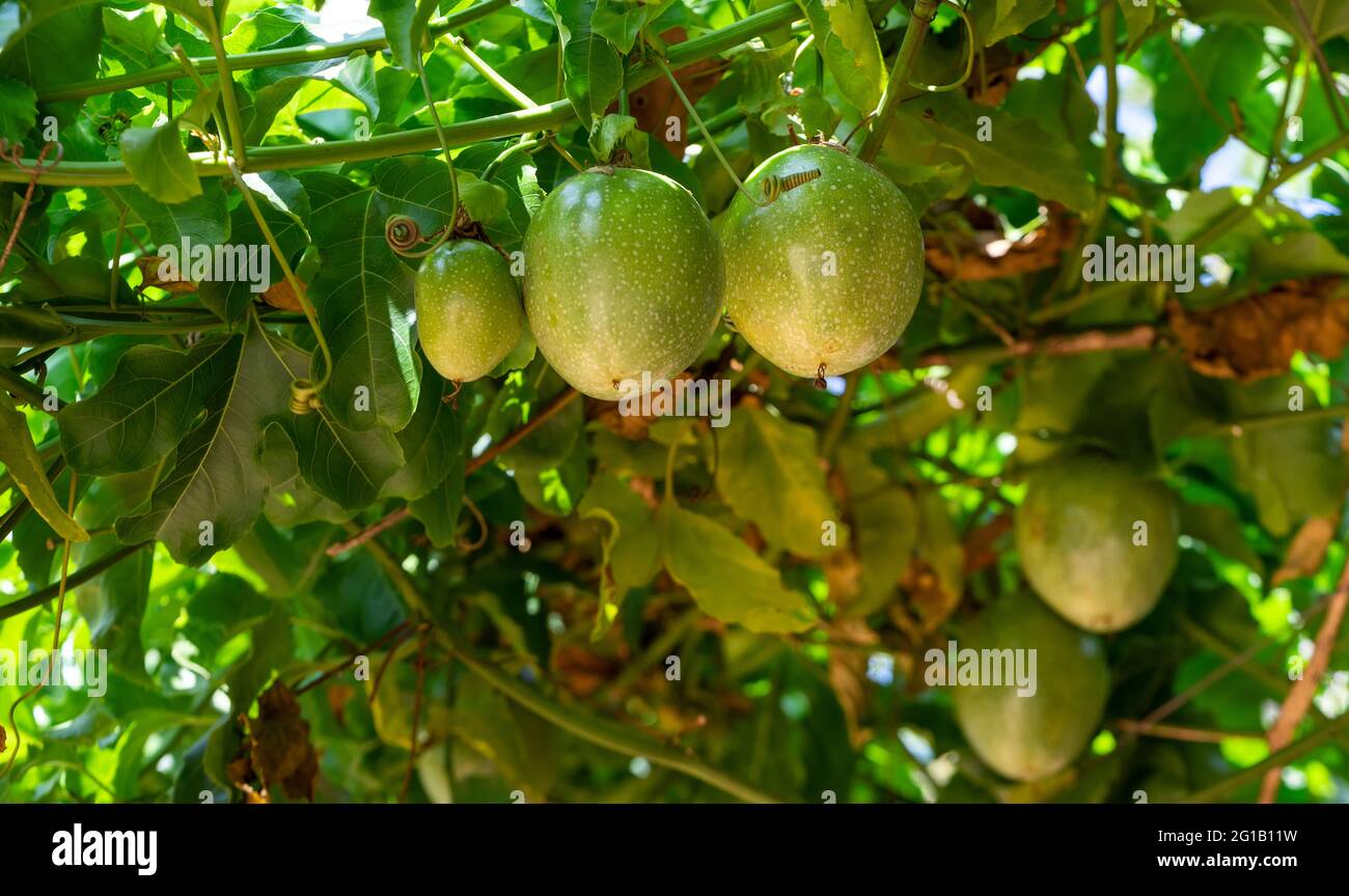Low angle close up showing raw vine species Passion Fruits, Passiflora Edulis ,Krishna Phal  berries hanging growing  on creeper with green leaves Stock Photo