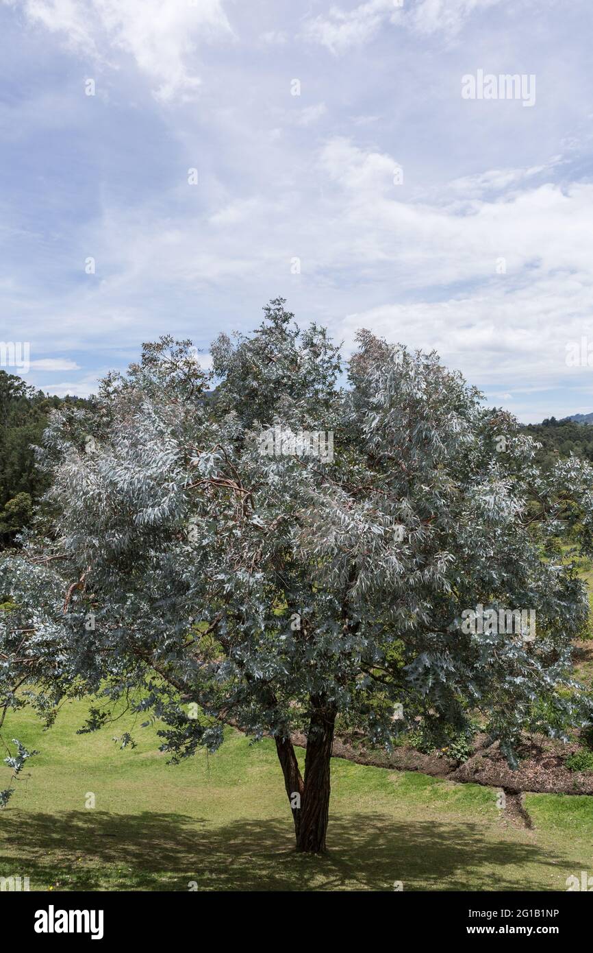 Tree in green field with blue sky Stock Photo - Alamy
