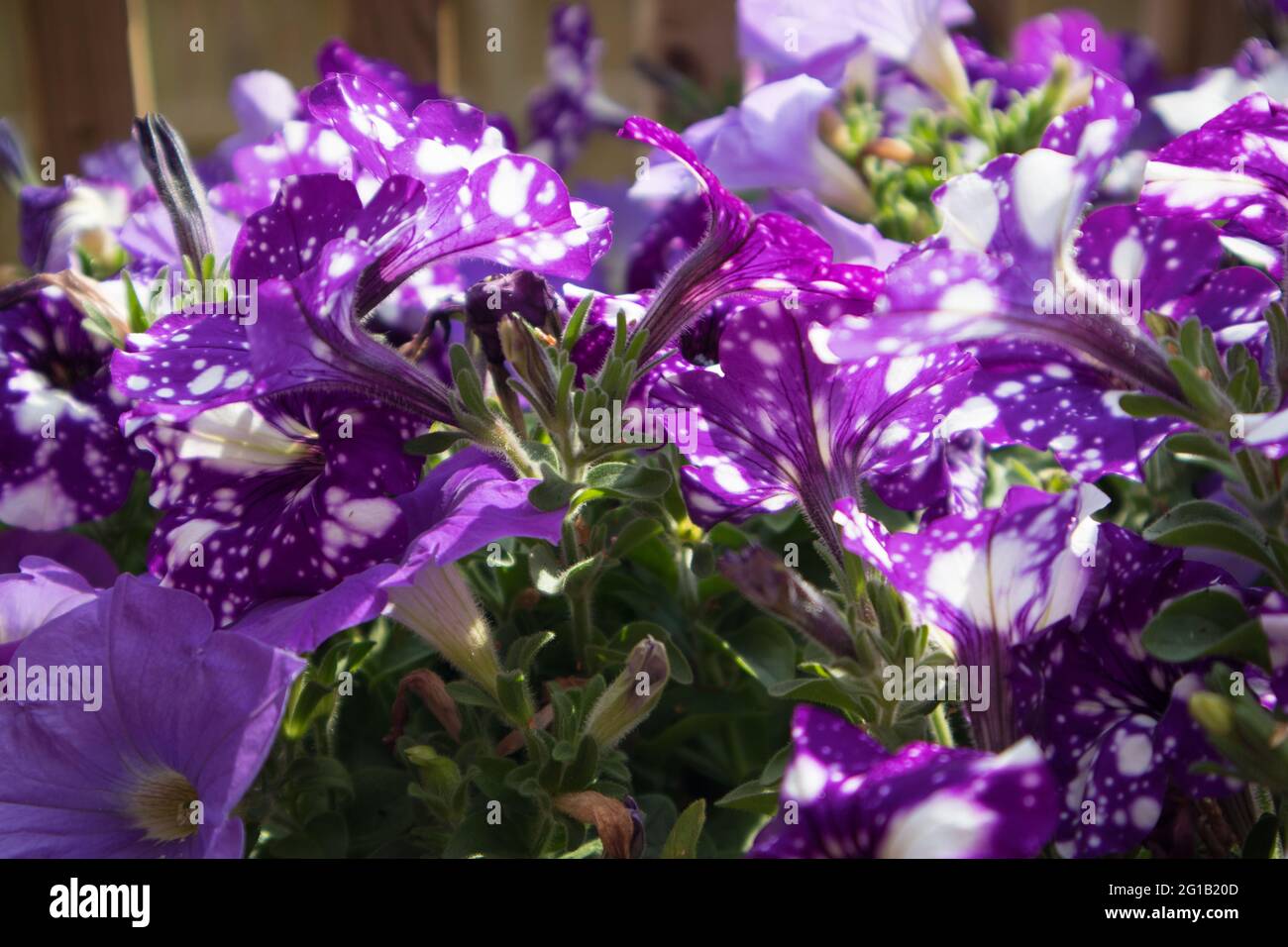 Spotted purple petunias. Stock Photo