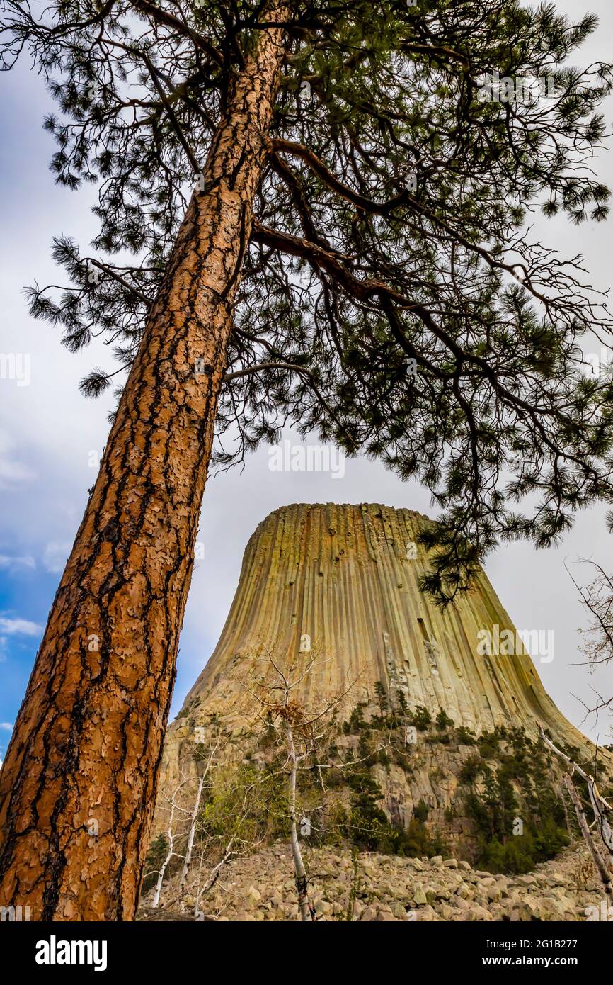 Devils Mount Tree View of Devils Tower and Ponderosa Pine from the Tower Trail that leads ...