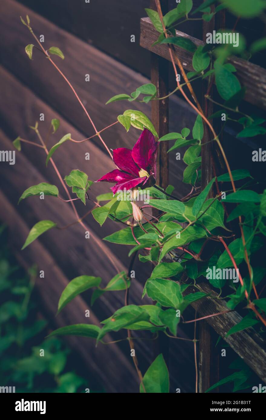 Blumenmeer aus Floribundarosen im Sommer im Fokus. Familie aus lila Blumen im Gruga Park in Essen als rote Rosen im Beet. Polyantha-Hybriden. Rosen Stock Photo