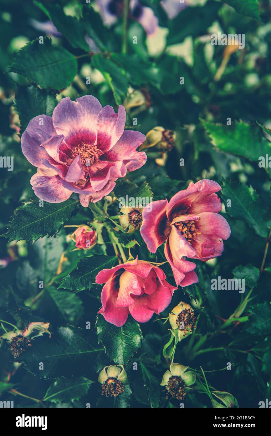 Rosenbeet High Resolution Stock Photography and Images - Alamy