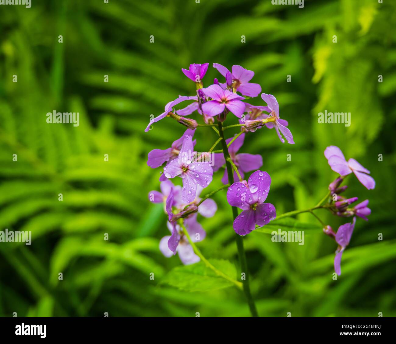 close up of rain drops on purple wild phlox flower Stock Photo