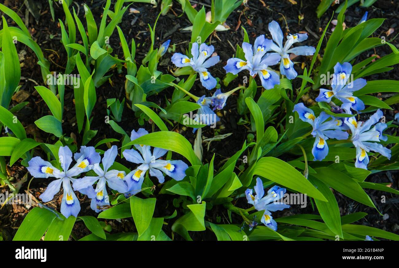 Dwarf Crested Iris, a lavender blue flower with yellow crest on the petals Stock Photo