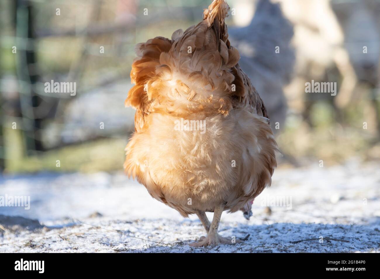 Chickens bottom hi-res stock photography and images - Alamy