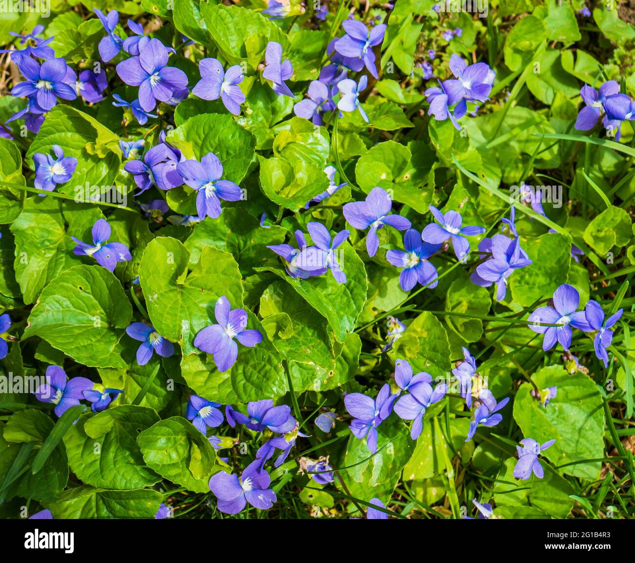blue violets blooming in the spring Stock Photo