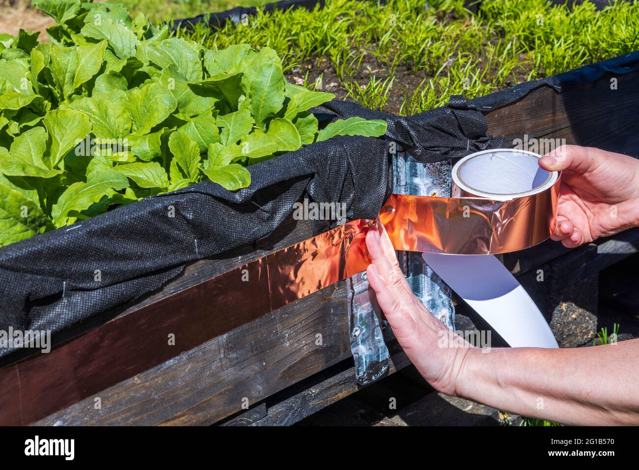 Close up view of female protecting plants in pall from snails with copper snail tape. Sweden. Stock Photo