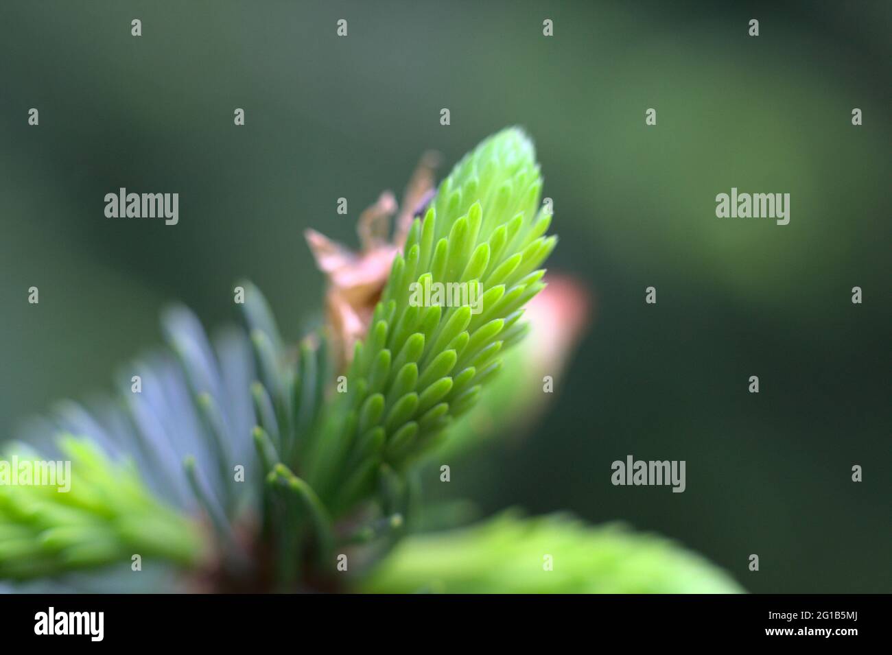 Spring colors spruce up hi-res stock photography and images - Alamy