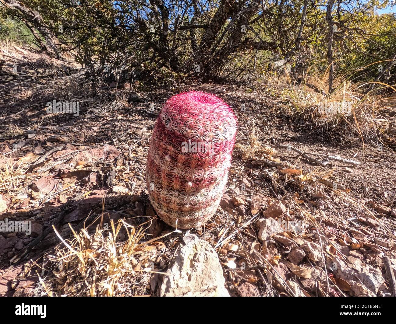 Fishhook cactus (Mammillaria Grahamii) along the Arizona Trail, Arizona, U.S.A Stock Photo