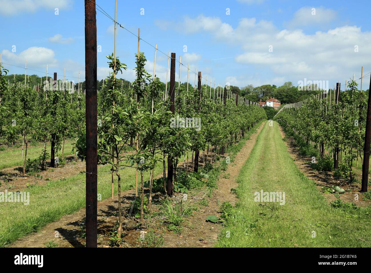 Kent apple orchards hi-res stock photography and images - Alamy