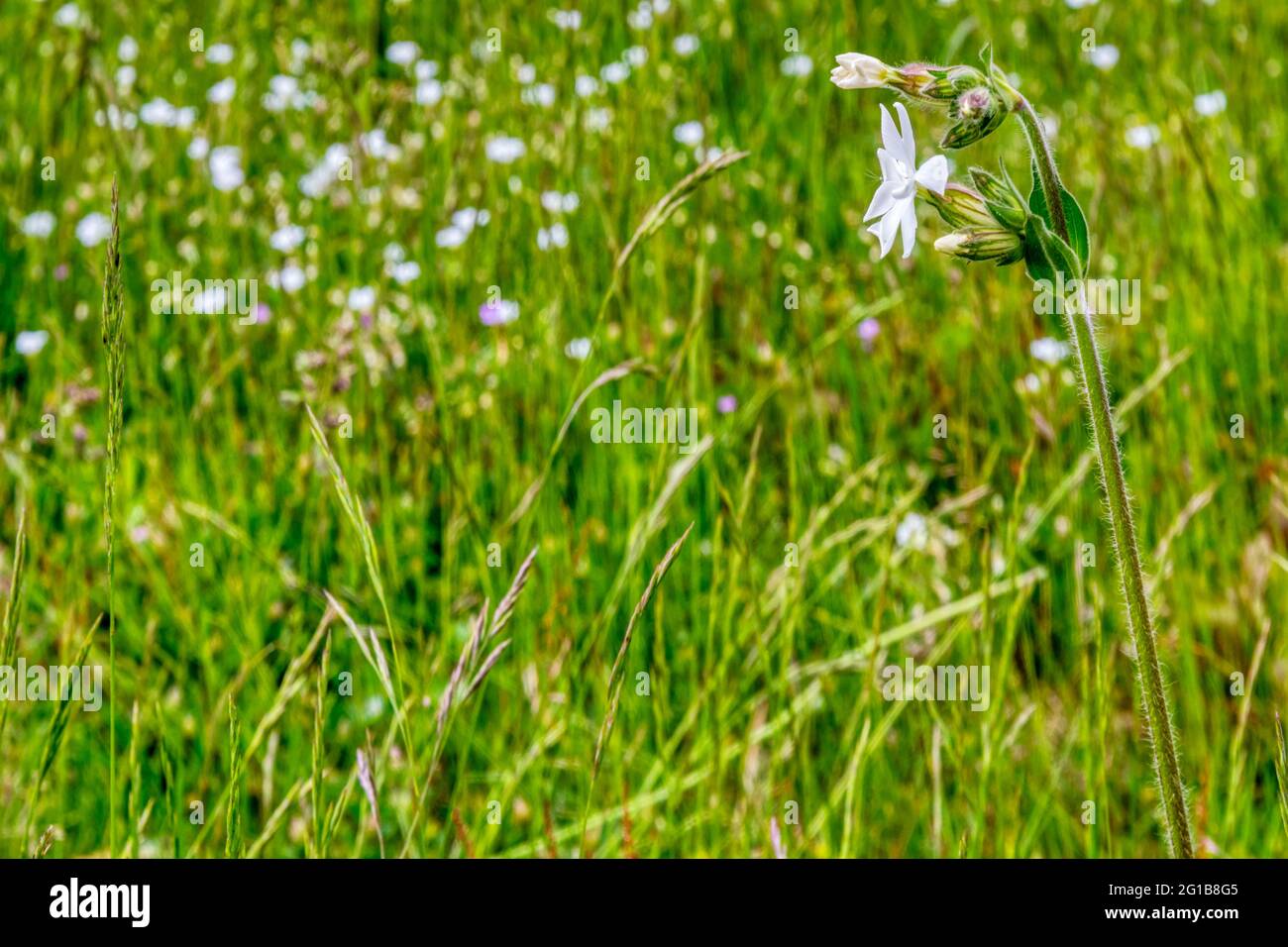 Bladder campion, Silene vulgaris, growing wild in a meadow. Stock Photo