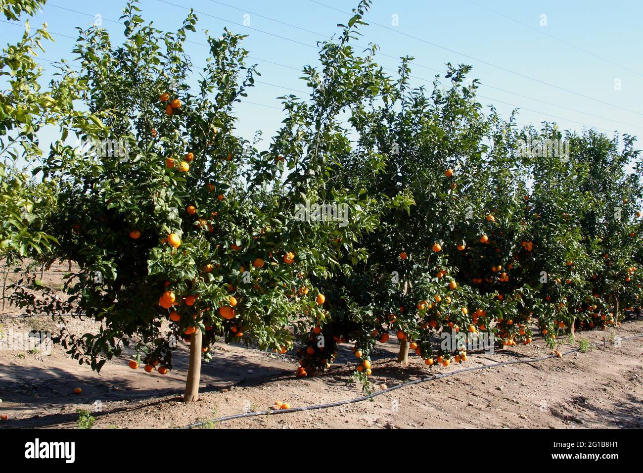Orange orchard irrigation hires stock photography and images Alamy