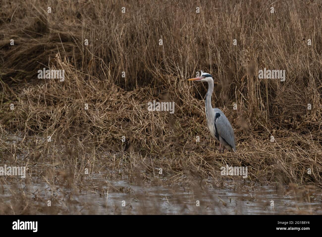 Grey Heron in breeding plumage amongst reeds Stock Photo