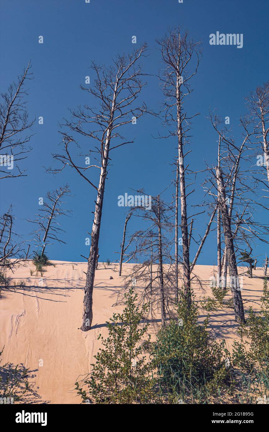 Düne, Aufgenommen im Naturschutzgebiet Łeba (Leba) an der Lontzkedüne (polnisch Wydma Łącka).Die Wüste von Polen im Hochsommer mit toten Bäumen. Stock Photo