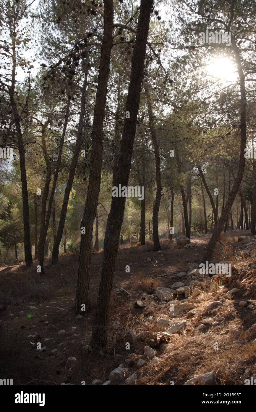 Thick Jerusalem Forest in the afternoon, Pine Trees and other needle trees or conifers and dry vegetation at the end of the summer seen among rocks. Stock Photo
