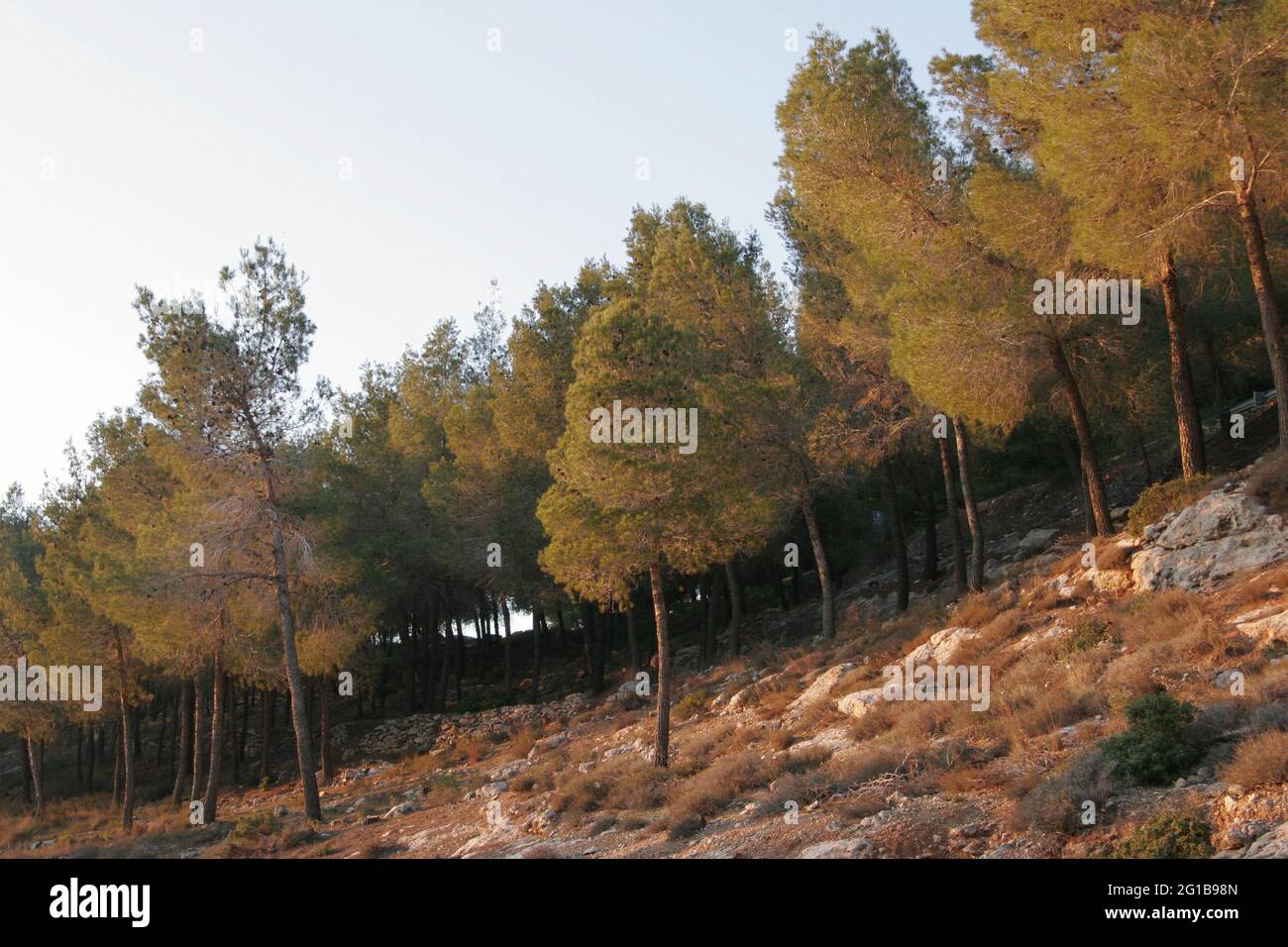 Big Pine Trees, Needle Trees or conifers, dry vegetation seen at sunset ...