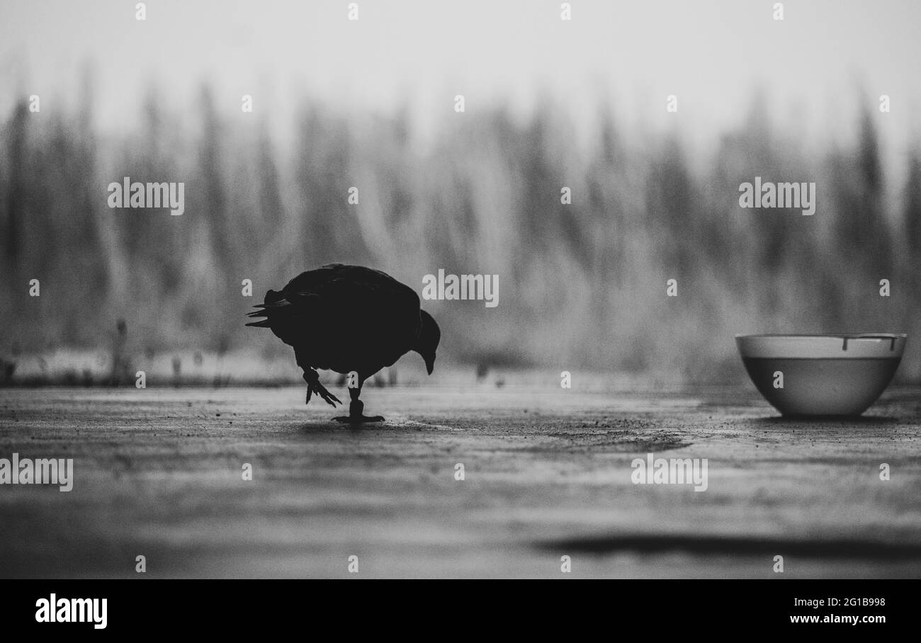 Silhouette einer einsamen Taube in starkem, düsterem Kontras als eine surreale, schwarzweiss Momentaufnahme. Melancholie Monochrom eines Vogels. Stock Photo