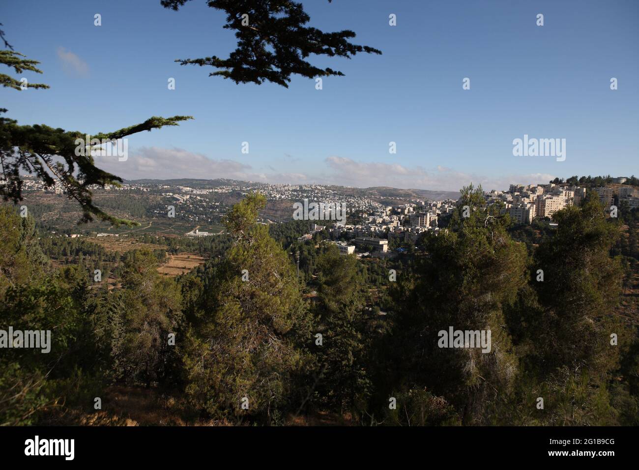 Biblical Judean Hills seen from the Jerusalem forest with Pine Trees