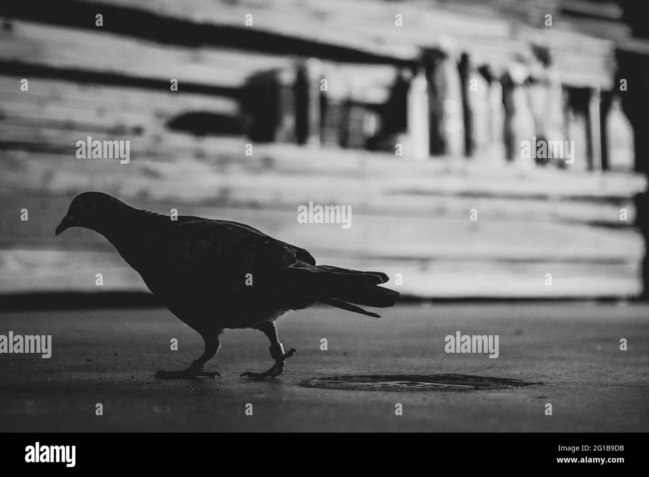Silhouette einer einsamen Taube in starkem, düsterem Kontras als eine surreale, schwarzweiss Momentaufnahme. Melancholie Monochrom eines Vogels. Stock Photo
