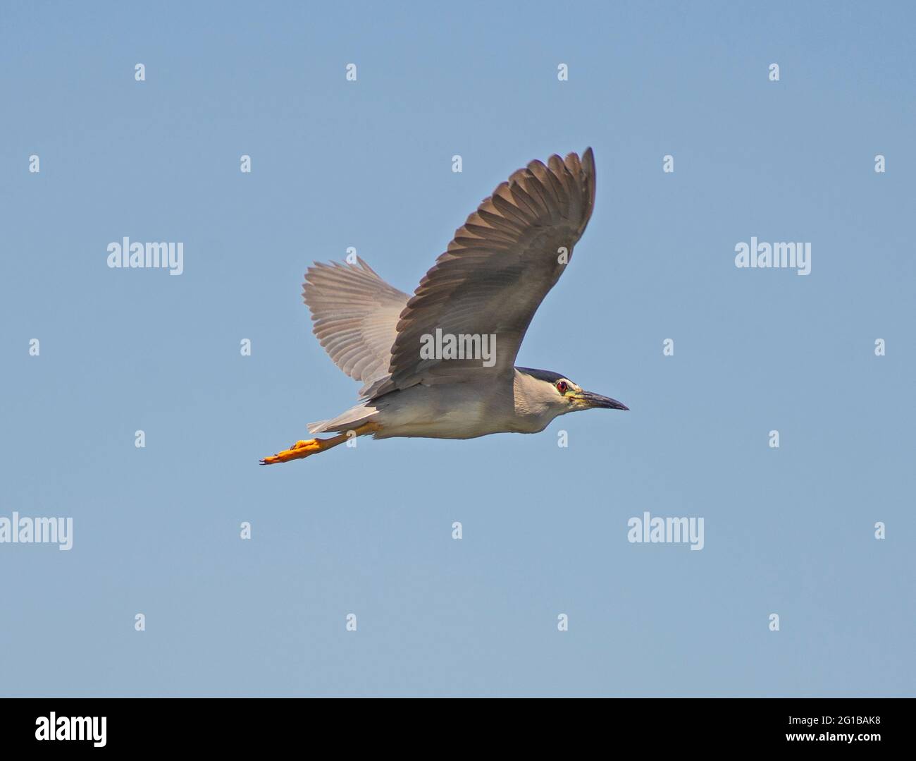 Black-crowned night heron nycticorax nycticorax in flight against blue sky background with minaret tower Stock Photo